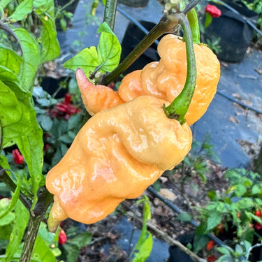 Reaper Sbagliato Purple Peach - Seeds - The Pepper Pantry (Formerly Marie Sharp's)